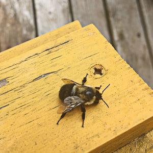 Close up of Bee on the arm of a yellow wooden chair