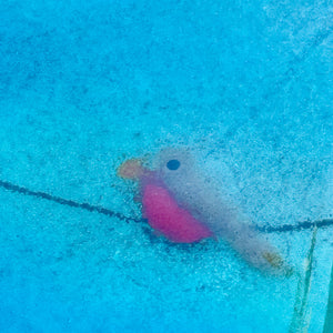 Close up of a small robin bird on a coaster