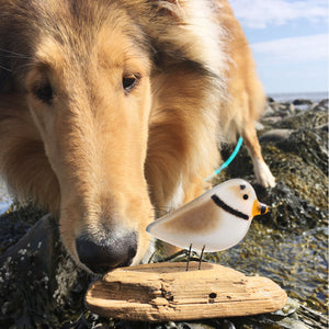 A glass piping plover ornament sits on driftwood. The ornament is being investigated by a Rough Collie.