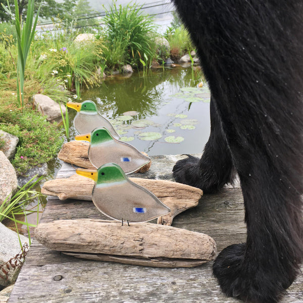 Load image into Gallery viewer, three glass mallard ducks on driftwood perch on a deck by a pond. Next to the dogs is a black dog. Only the legs of the dog are visible.