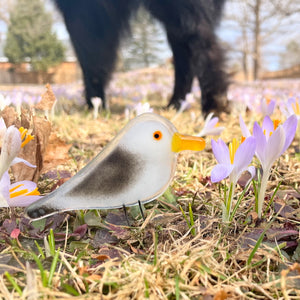 White and Grey fused glass Gull Chick perched amongst the spring crocus, with a black dog in the background