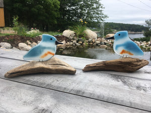 Two glass belted kingfishers sit perched on driftwood with a pond in the background