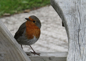 British Robin on a picnic bench