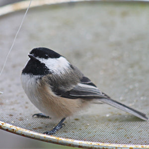 Close up of Black Capped Chickadee 