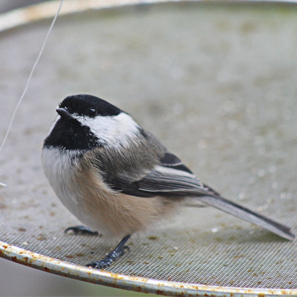 Load image into Gallery viewer, Close up of Black Capped Chickadee 
