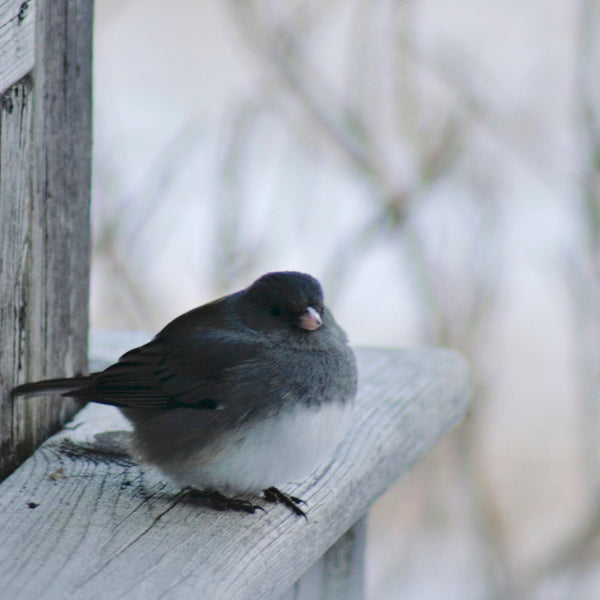 Load image into Gallery viewer, Junco
