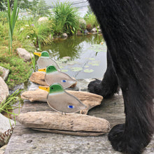 Load image into Gallery viewer, three glass mallard ducks on driftwood perch on a deck by a pond. Next to the dogs is a black dog. Only the legs of the dog are visible.
