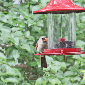 A female cardinal sits on a feeder eating nyjer seeds.