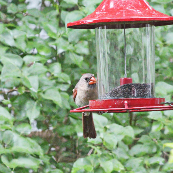 Charger l&#39;image dans la galerie, A female cardinal sits on a feeder eating nyjer seeds.
