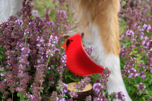 A red glass cardinal bird sits amongst creeping thyme. Next to the bird is a brown and white dogs leg.