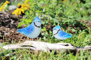 Blue Jay Chick and Adult on Driftwood in Nature