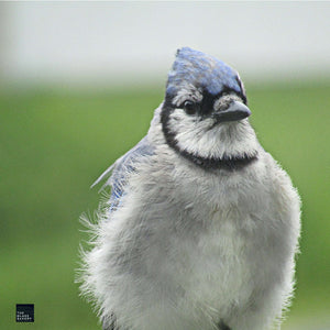 Bluejay close up