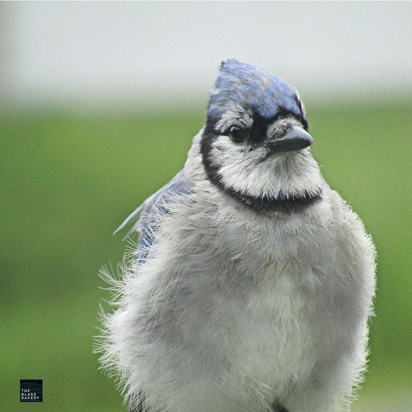 Load image into Gallery viewer, Bluejay close up
