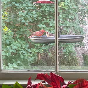 View looking out the window at a Male and Female Cardinal sit on a bird feeder tray