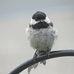 Photo of Black Capped Chickadee