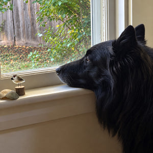A black long-haired dog leans its head on a white windowsill, looking out a window at a wooden fence and greenery. A small bird figurine sits on a wooden stand on the sill.