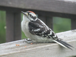 Photo of Downy Woodpecker