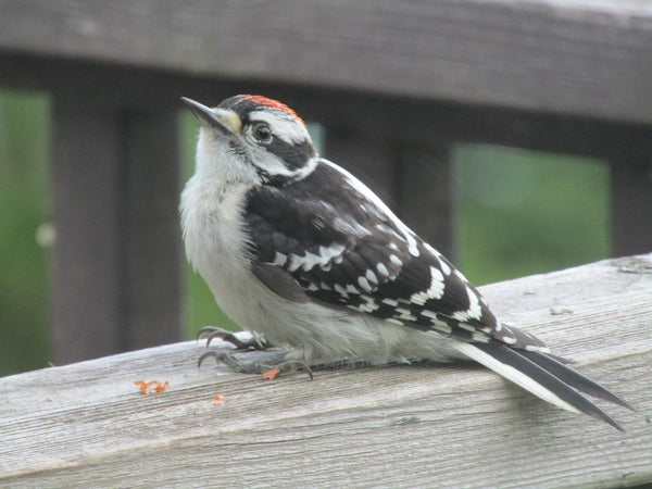 Load image into Gallery viewer, Photo of Downy Woodpecker
