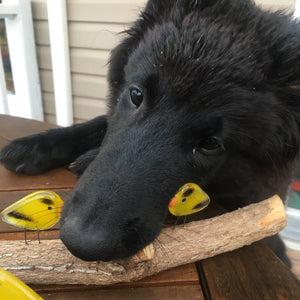 A black dog is taking an ornament off a table. The ornament is a stick with some glass birds on it.