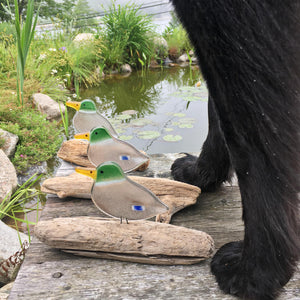 three glass mallard ducks on driftwood perch on a deck by a pond. Next to the dogs is a black dog. Only the legs of the dog are visible.