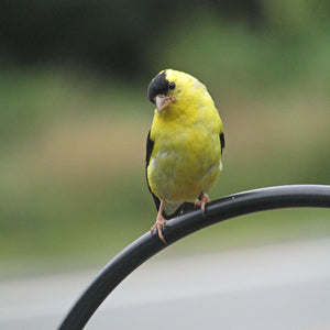 Photo of a goldfinch on top of a curved metal black pipe