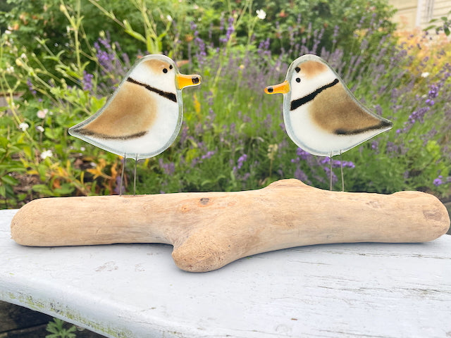 Pair of White and brown Adult Fused Glass Piping Plovers Perched on Driftwood in Nature