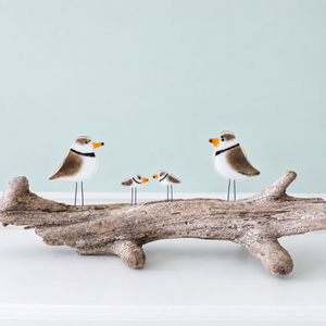Custom Plover Family featuring two adults and two pocket size glass piping plovers