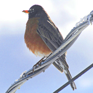 Robin on a Wire