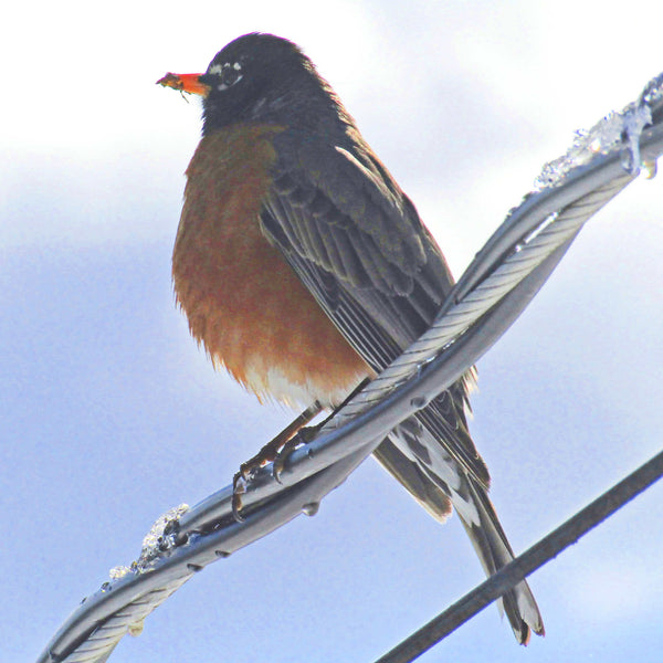 Load image into Gallery viewer, Robin on a Wire
