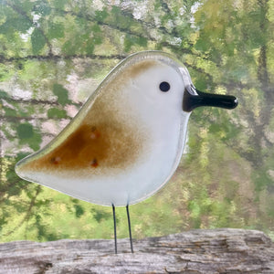 adult glass sandpiper in the window