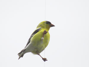 A photo of a goldfinch hanging from a clear thread.