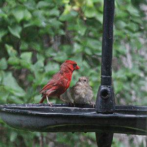 A male red cardinal feeds a female cardinal chick on a feeder