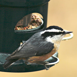 nuthatch