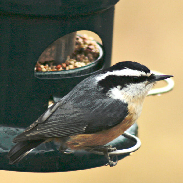 Load image into Gallery viewer, nuthatch
