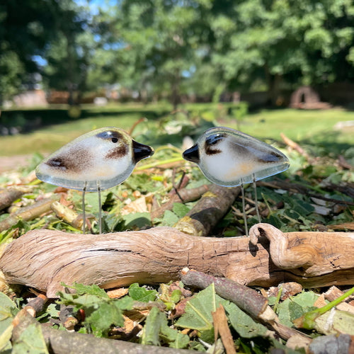 ny pocket chickadees on driftwood in nature