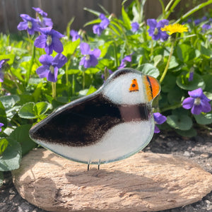 A fused glass black and white puffin in a lying down pose, perched on driftwood amongst purple violets.