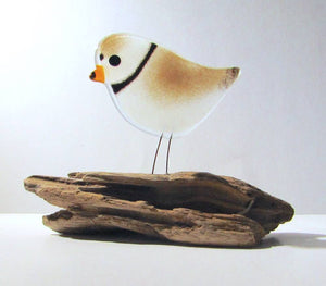 Piping Plover on Driftwood by The Glass Bakery