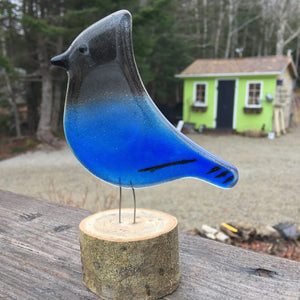 Glass Steller's Jay by The Glass Bakery with The Glass Bakery shop in the background
