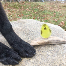 Load image into Gallery viewer, Yellow and Brown Glass Duckling on driftwood. The duck is on a granite rock and next to it are two black dog paws for scale

