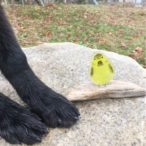 Yellow and Brown Glass Duckling on driftwood. The duck is on a granite rock and next to it are two black dog paws for scale