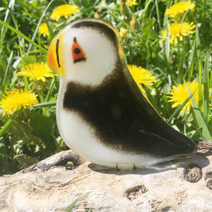 A black and white puffin rests on driftwood afore a backdrop of yellow dandelions