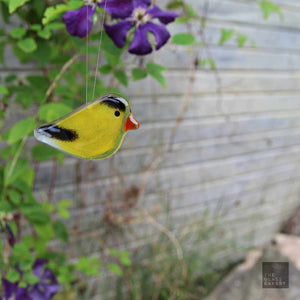 A glossy fused glass yellow and black goldfinch hanging ornament dangles in front of a purple clematis climbing up a shed