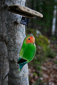 Rosy-Faced Lovebird made from Glass and hanging on Driftwood