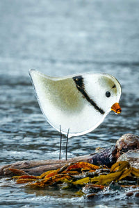 Greeting Card: A glass piping plover stands in seaweed at the waters edge (a note card)