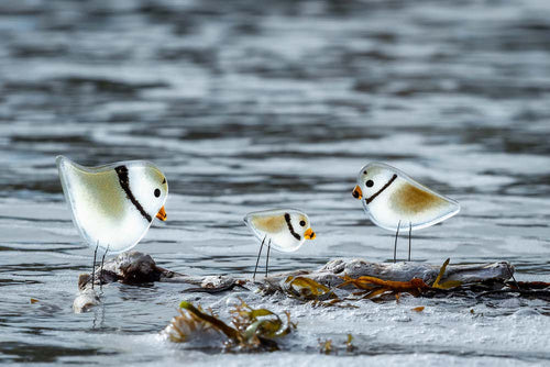 Greeting card: A family of (glass) Piping Plovers at the shoreline edge.