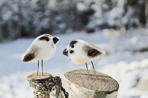 Black Capped Chickadee