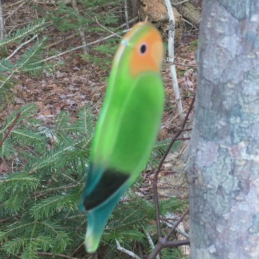 Video of a glass Lovebird
